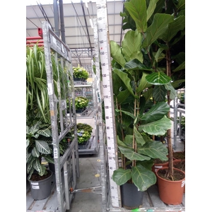 Ficus lyrata