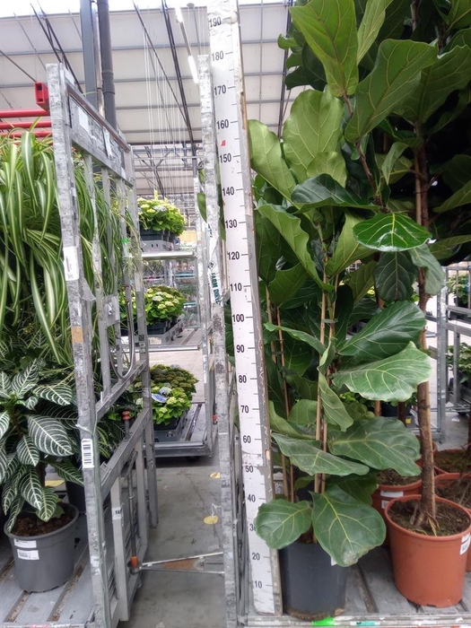 <h4>Ficus lyrata</h4>