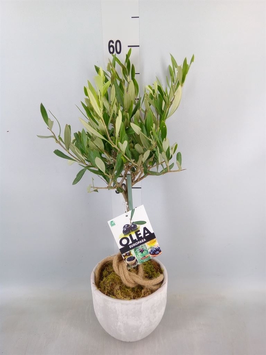 <h4>Arr.   Tuinplanten H%</h4>