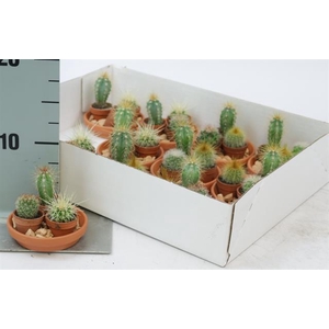 CACTUS OV