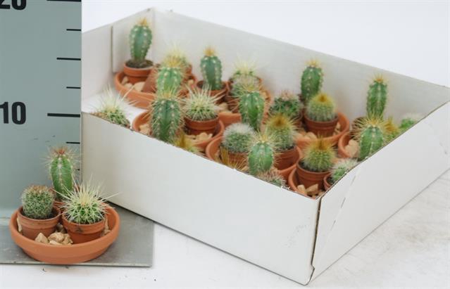 <h4>CACTUS OV</h4>