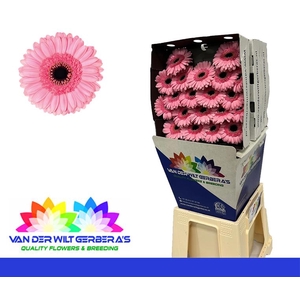 Germini Petticoat Diamond