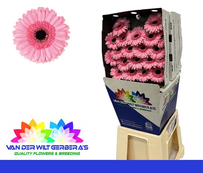 <h4>Germini Petticoat Diamond</h4>