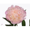 Paeonia Alber Crousse A2