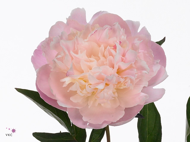 Paeonia Alber Crousse A2