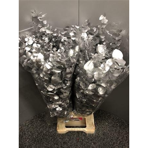 Euca Col Cinerea Zilver