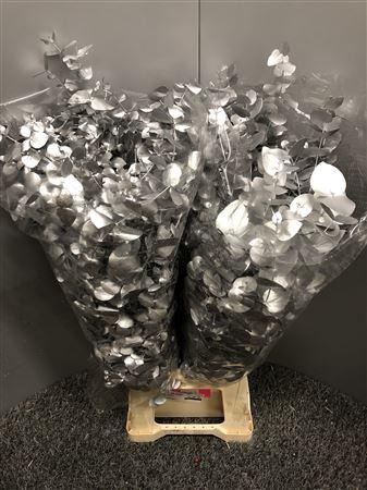 <h4>Euca Col Cinerea Zilver</h4>