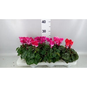 Cyclamen MD 'Indiaka'
