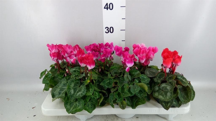 <h4>Cyclamen MD 'Indiaka'</h4>