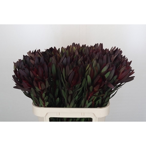 Leucadendron Saf Sunset Dark Red