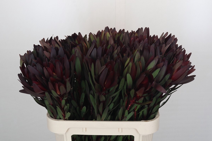 <h4>Leucadendron Saf Sunset Dark Red</h4>