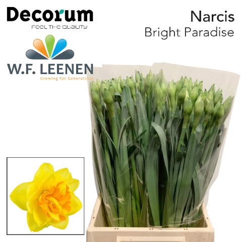 <h4>Narcissus Bright Paradise 566</h4>