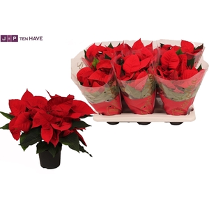 Poinsettia 13cm ''Premium red'' 5+