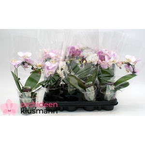 PHAL GEM