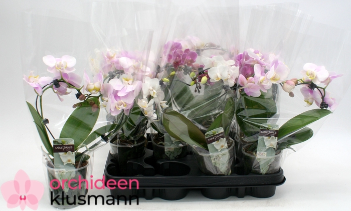 <h4>PHAL GEM</h4>