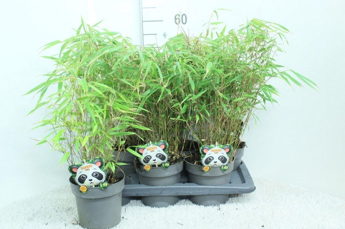 Fargesia rufa