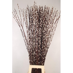 Salix Ca Snow Flake