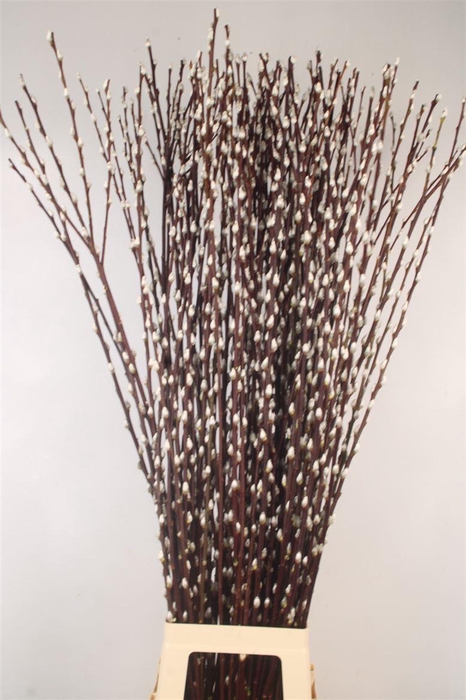 <h4>Salix Ca Snow Flake</h4>