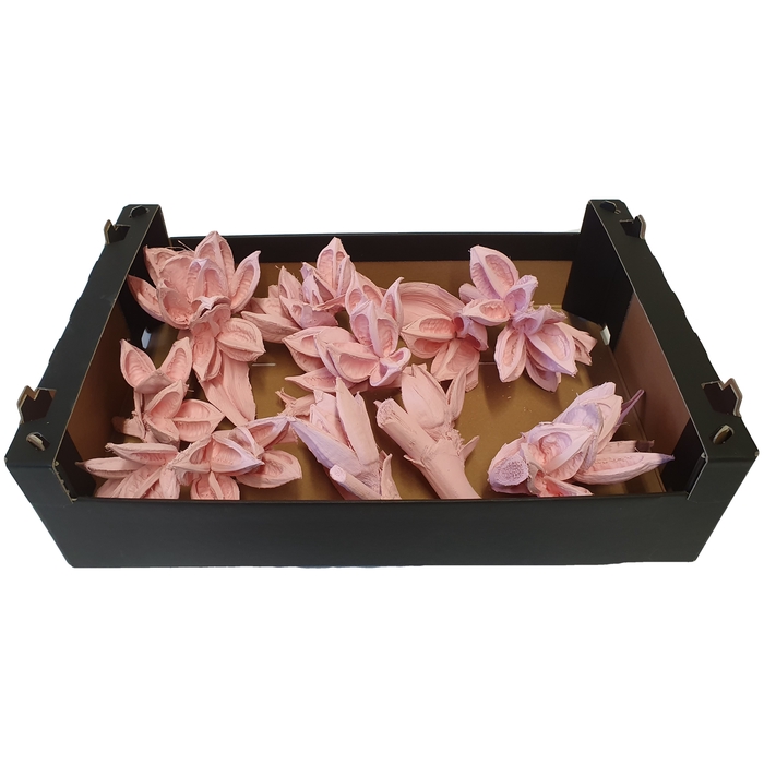 <h4>Sororoca heads 1 to 5 flowers 10pc in a box Light Pink</h4>