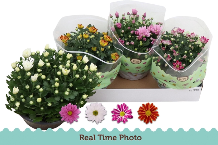 <h4>CHRYS GEM 4 KL</h4>