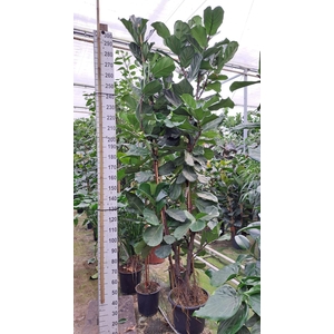 Ficus lyrata