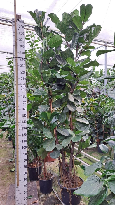 <h4>Ficus lyrata</h4>