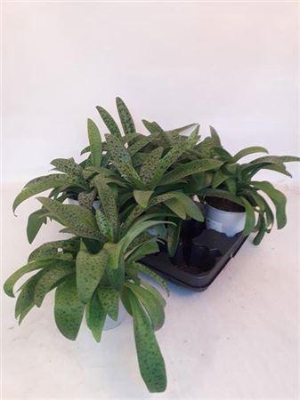 <h4>Drimiopsis Maculata</h4>