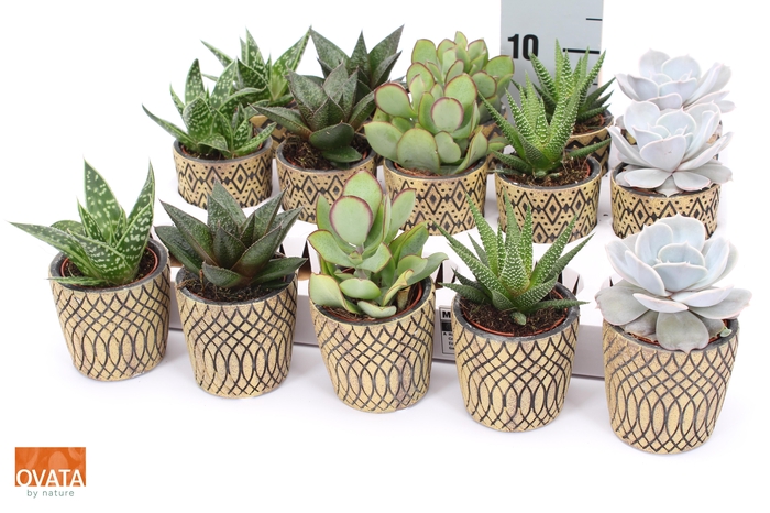 <h4>SUCC GEM 5 SRT</h4>