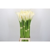 Zantedeschia Eydolls White