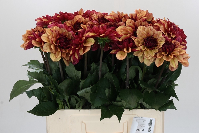 <h4>Dahlia Creme de Cognac</h4>