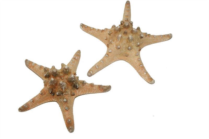 <h4>Zeesterren rhino nat.10 st</h4>