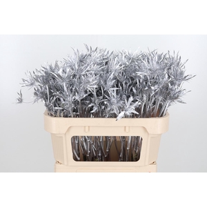 Eryn Orion Kl Bh Zilver