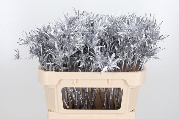 <h4>Eryn Orion Kl Bh Zilver</h4>