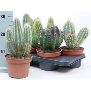 CACTUS OV
