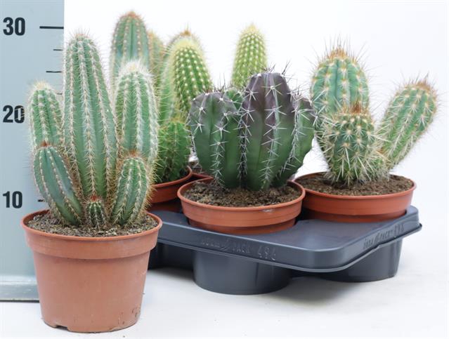 <h4>CACTUS OV</h4>