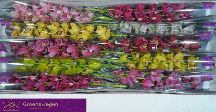 <h4>CYMB MI GEM</h4>