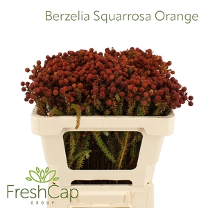 Berzelia Squarrosa Orange