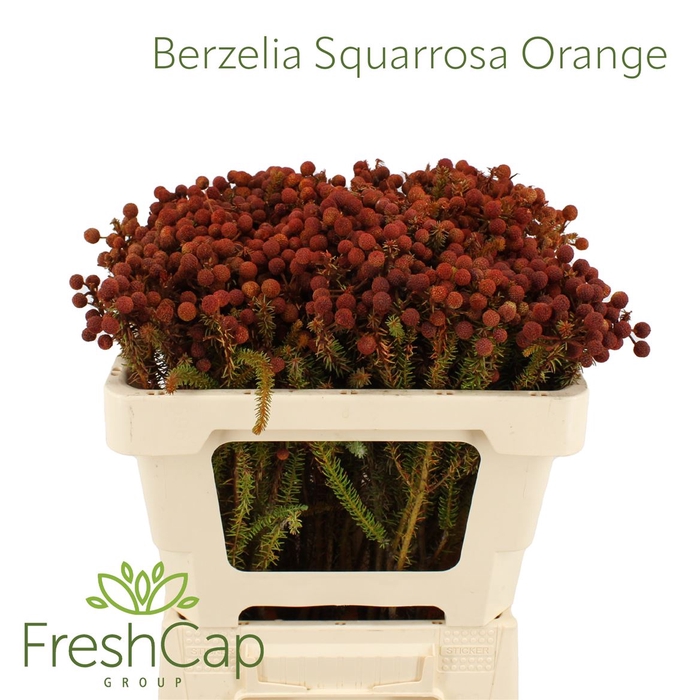 <h4>Berzelia Squarrosa Orange</h4>