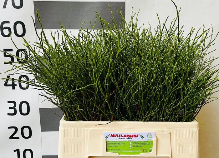 <h4>Heidelbeer Huckleberry Multigreens</h4>