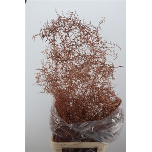 Sprengerie Wild Copper P Stem