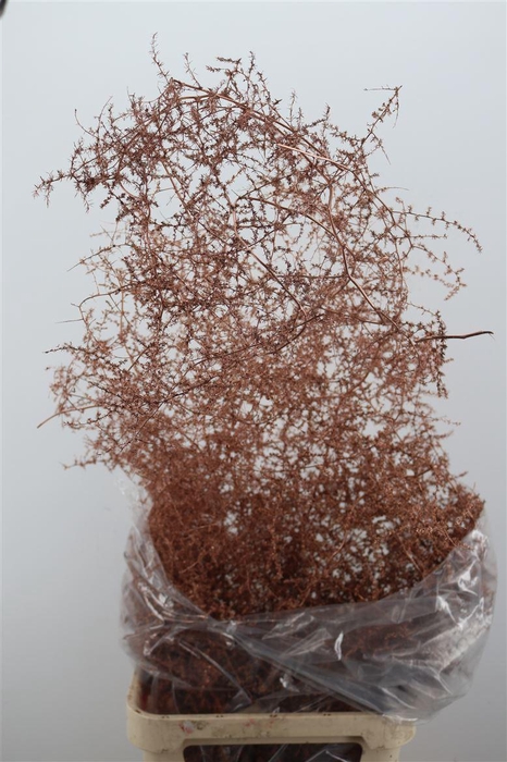 <h4>Asp Painted</h4>