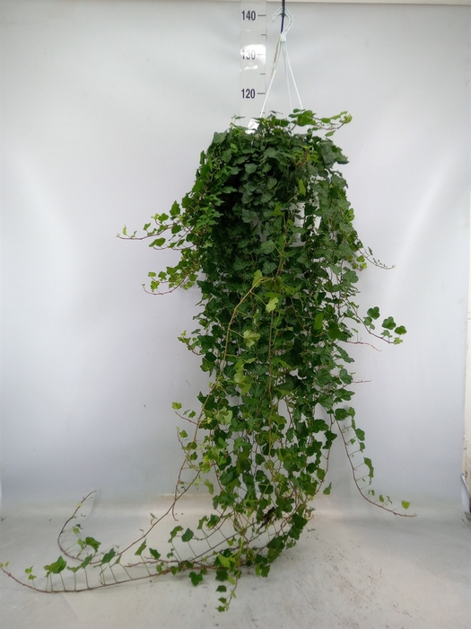 <h4>Hedera helix 'Wonder'</h4>