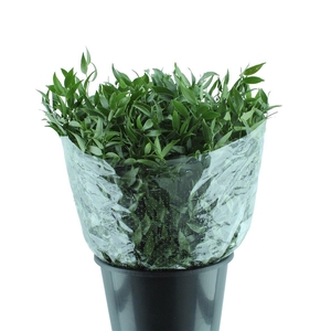 Ruscus
