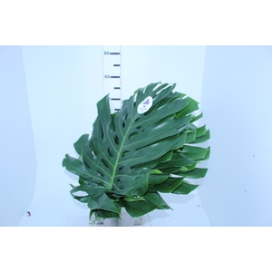 FOLH MONSTERA DELIC. 050 CM