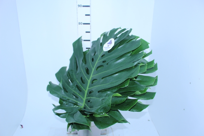 FOLH MONSTERA DELIC. 050 CM
