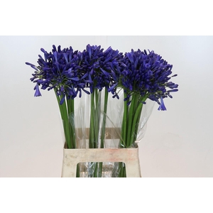 Agapanthus Intermedius