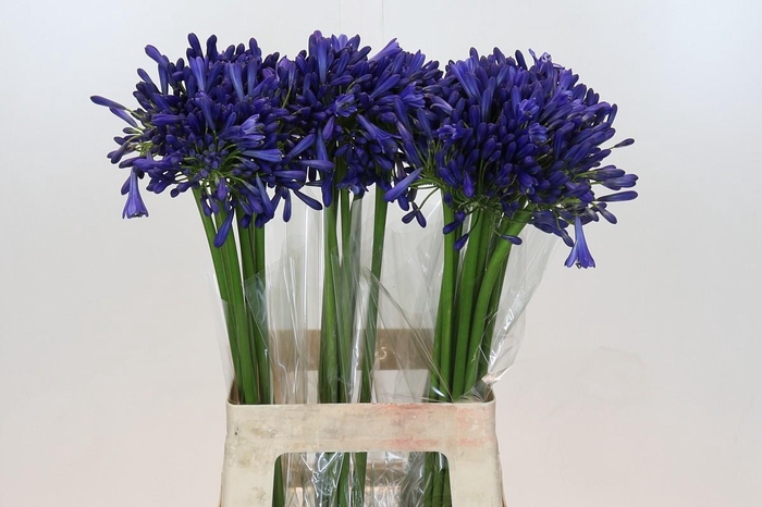 <h4>Agapanthus Intermedius</h4>