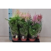 Astilbe mix