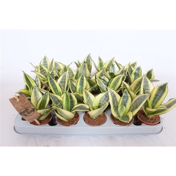 <h4>Sansevieria Golden Hahnii</h4>