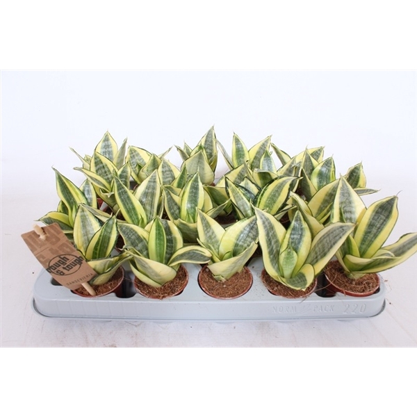 Sansevieria Golden Hahnii